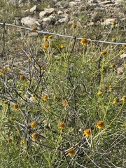 Sidneya tenuifolia