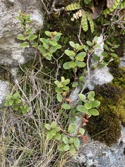 Gaultheria crassa