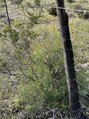 Sidneya tenuifolia