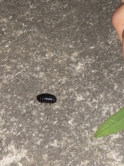Armadillidium vulgare