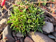 Mononeuria groenlandica