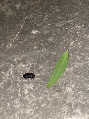Armadillidium vulgare