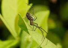 Leucauge dromedaria