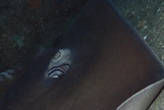 Pateobatis jenkinsii