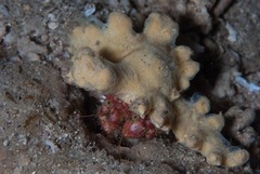 Dardanus crassimanus