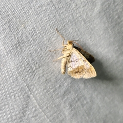 Frederickia nigricomma