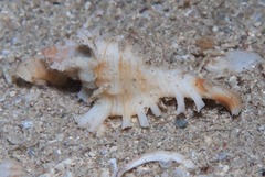 Muricoidea