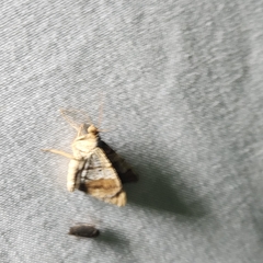 Frederickia nigricomma