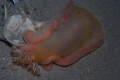 Hexabranchus