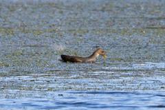 Gallinula chloropus
