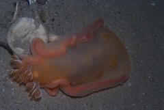 Hexabranchus