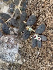 Euphorbia pediculifera