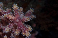 Siphonogorgia godeffroyi