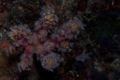 Siphonogorgia godeffroyi