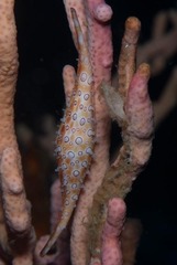 Calcarovula longirostrata