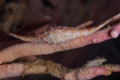 Calcarovula longirostrata