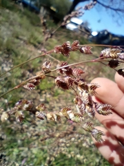 Chascolytrum subaristatum