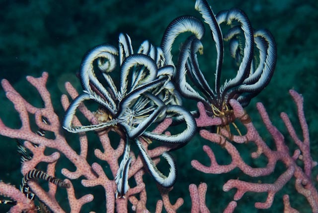 Beautiful Feather Star