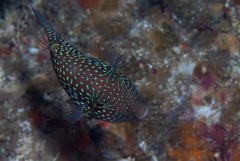 Canthigaster janthinoptera