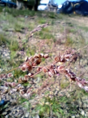 Chascolytrum subaristatum