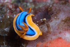 Chromodoris hamiltoni