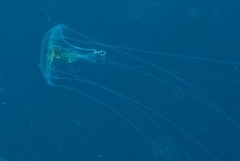 Scyphozoa