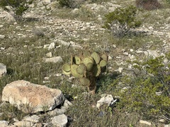 Opuntia strigil