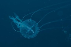 Scyphozoa