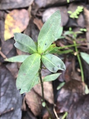 Alternanthera philoxeroides