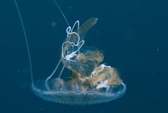 Scyphozoa