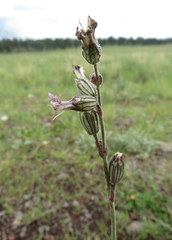 Silene scouleri