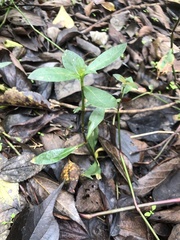 Alternanthera philoxeroides