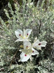 Calochortus eurycarpus
