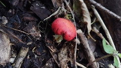 Leratiomyces erythrocephalus