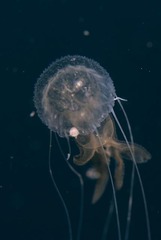 Scyphozoa