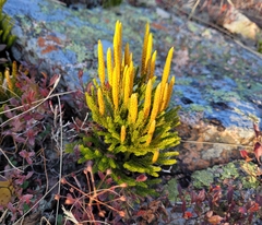 Dendrolycopodium hickeyi