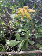 Fritillaria atropurpurea
