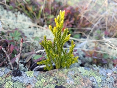 Dendrolycopodium hickeyi