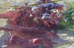 Chondracanthus