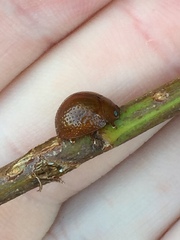 Dicranosterna semipunctata