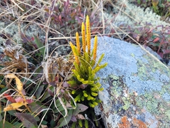 Dendrolycopodium hickeyi