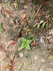 Conoclinium coelestinum