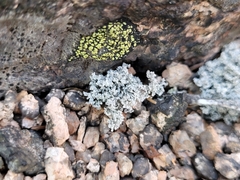 Stereocaulon saxatile