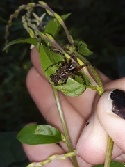 Wagneriana