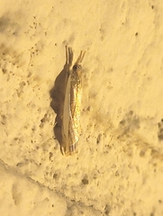 Crambus sperryellus