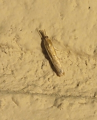Crambus sperryellus