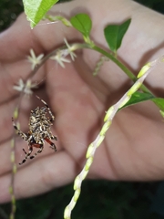 Wagneriana