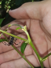 Wagneriana