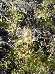 Hecastocleis shockleyi