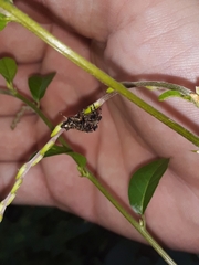 Wagneriana